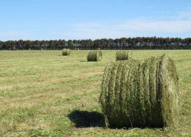 green hay bale